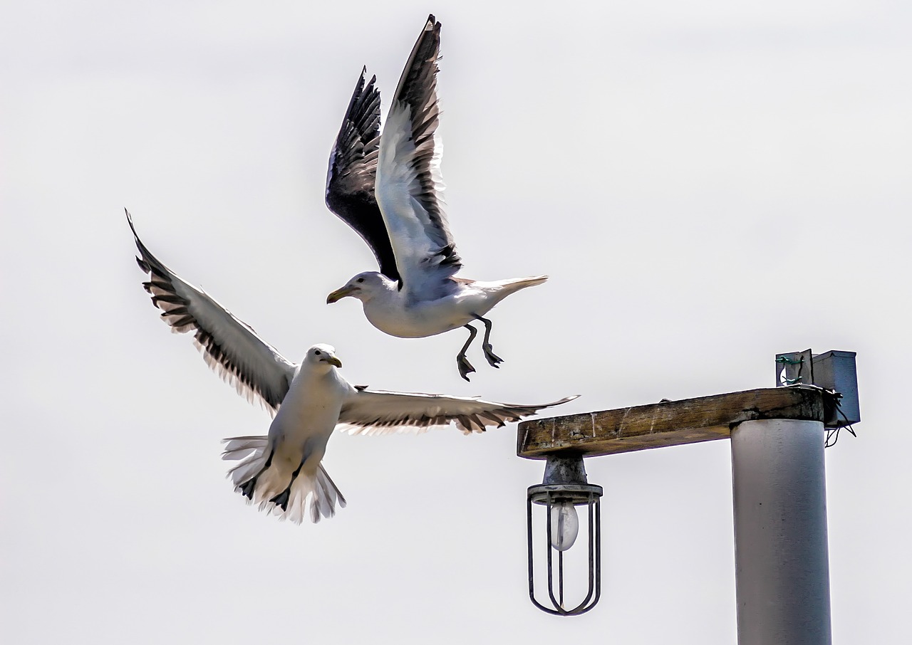 bird litoral mar free photo