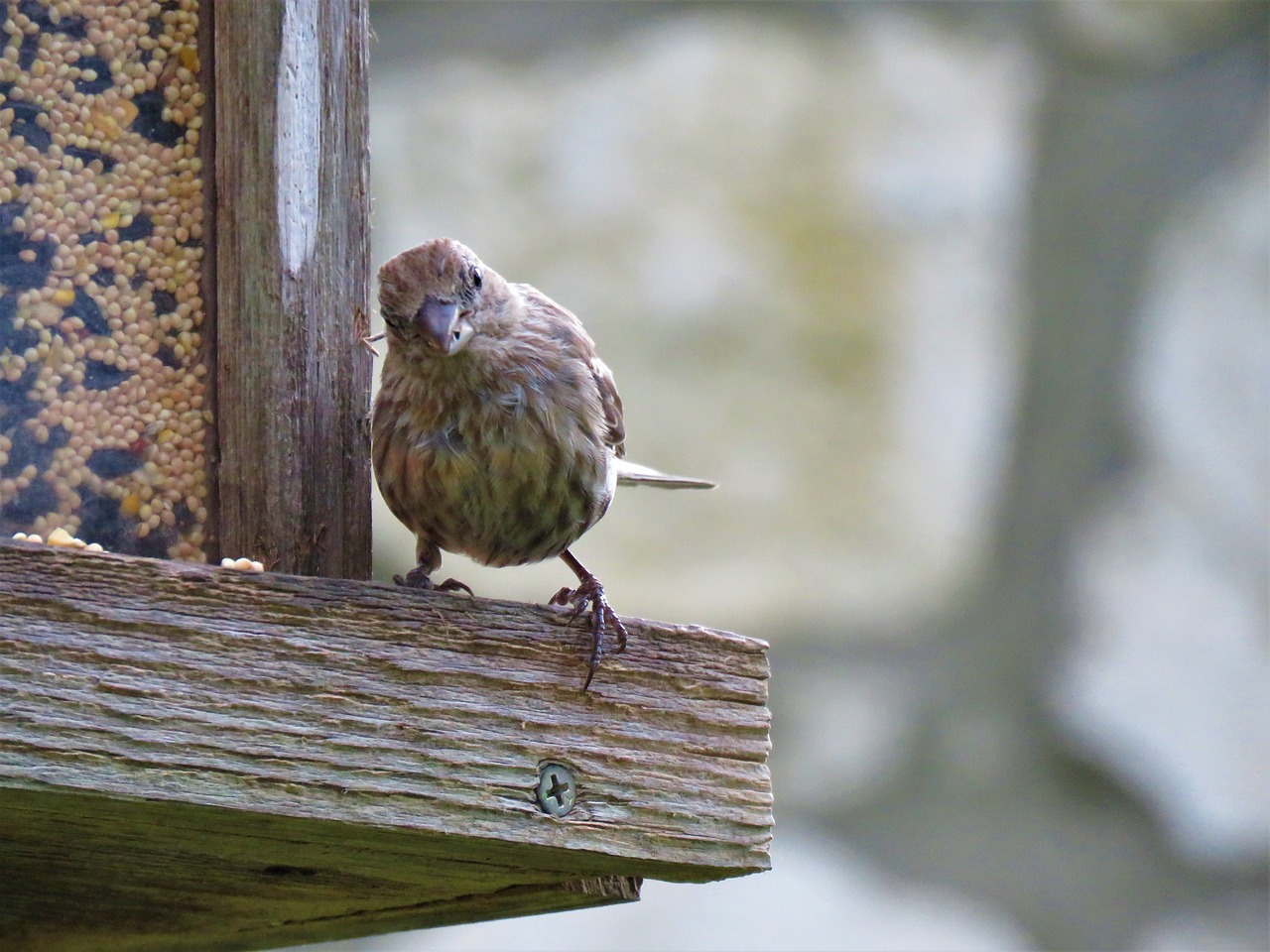 bird brown tan free photo