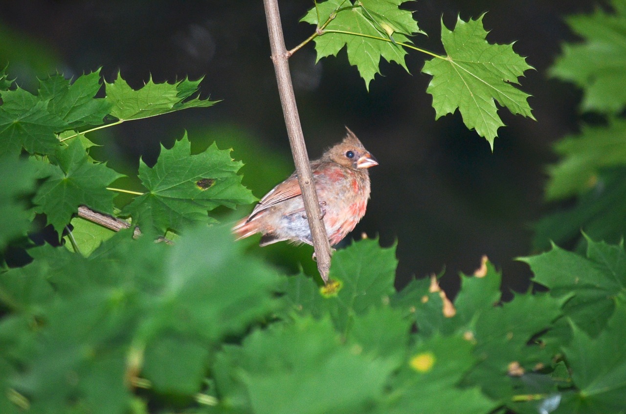 bird branch animal free photo