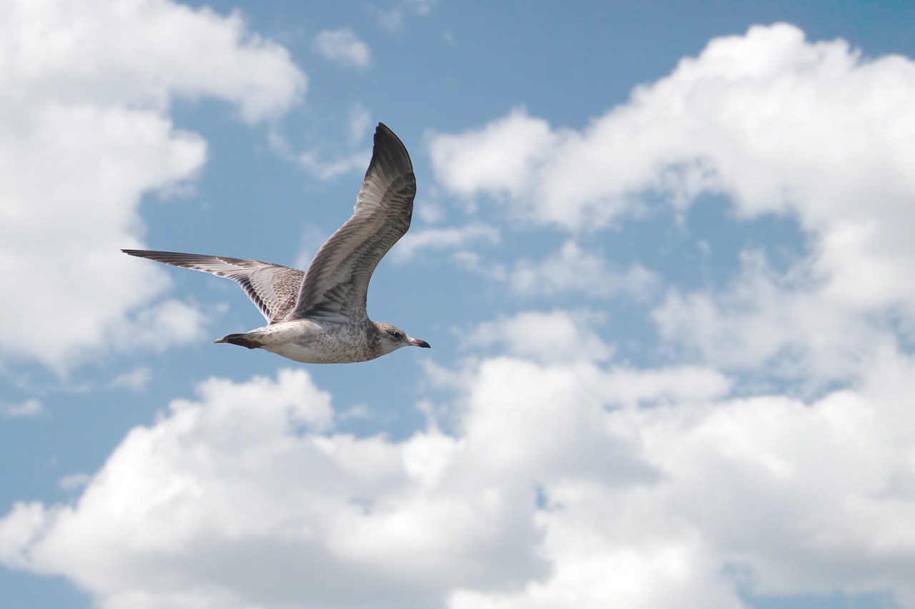 bird seagull flying free photo
