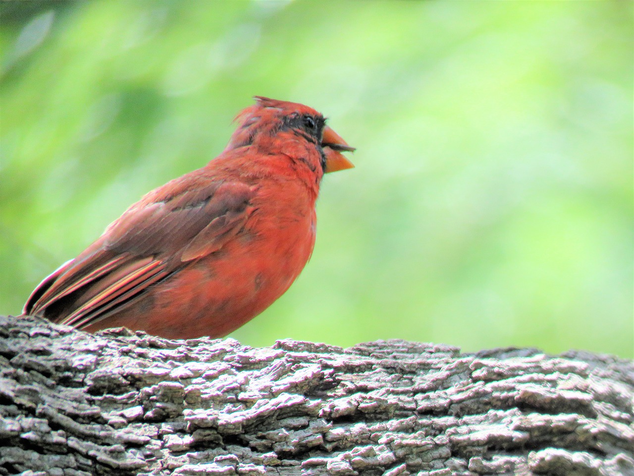 bird red bird song bird free photo