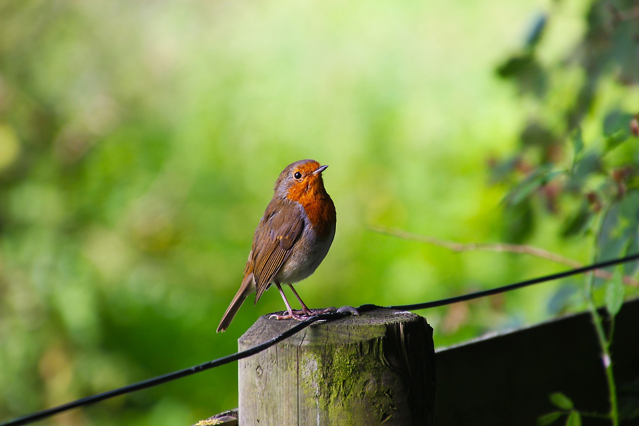 bird robin wildlife free photo