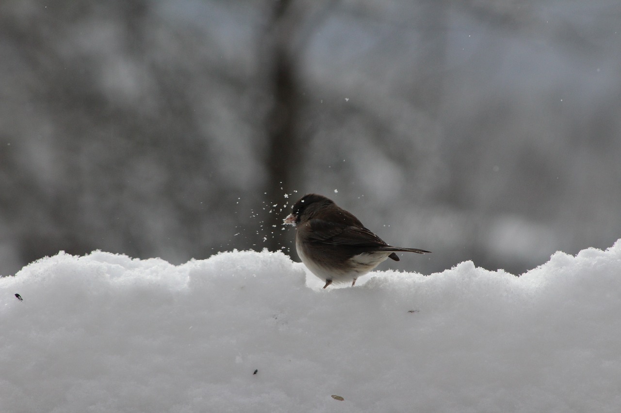 bird nature winter free photo