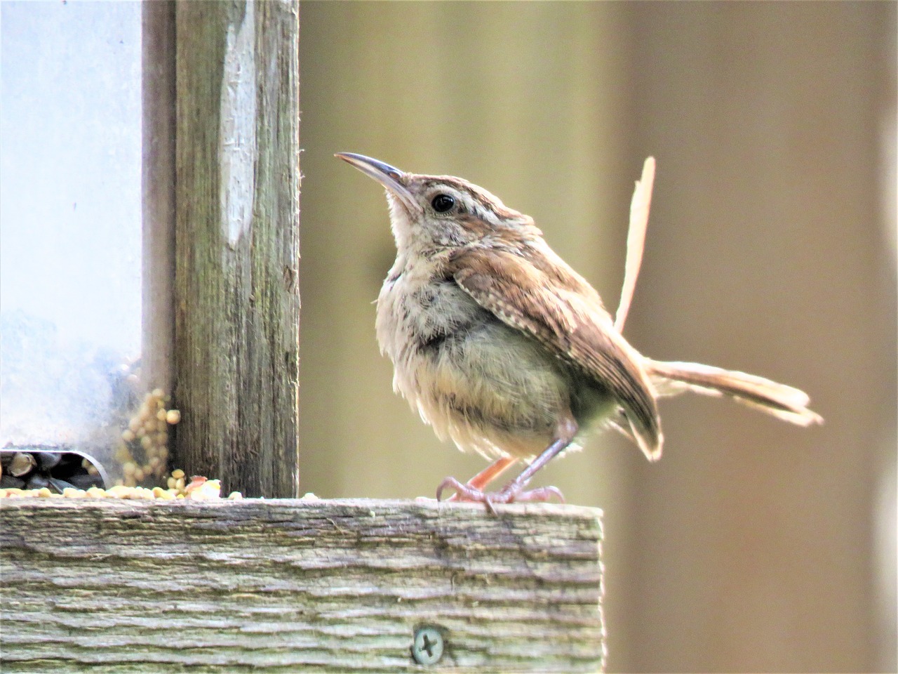 bird brown and tan cute free photo