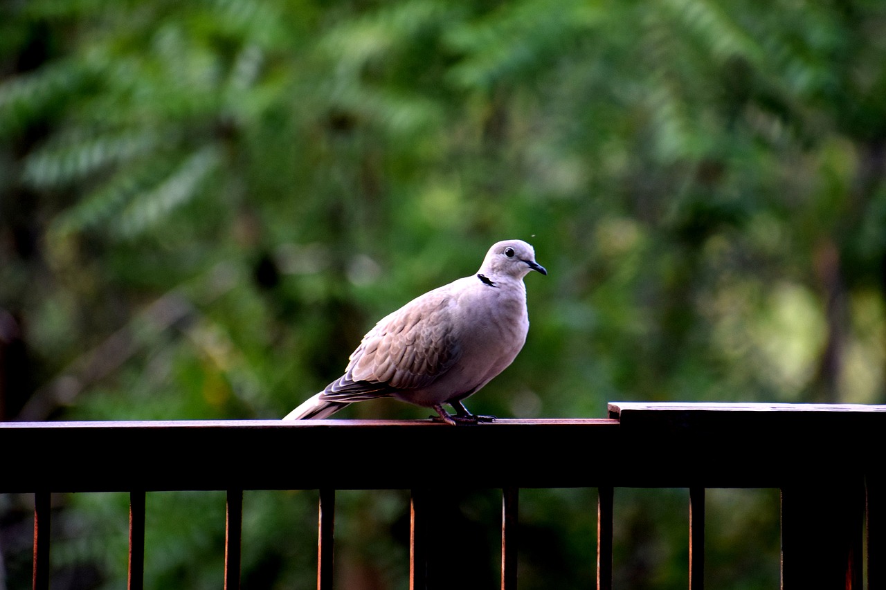 bird feather nature free photo