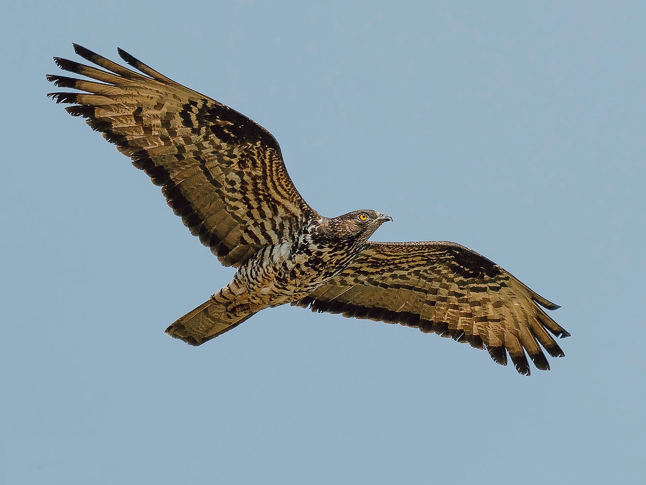 bird raptor bird of prey free photo