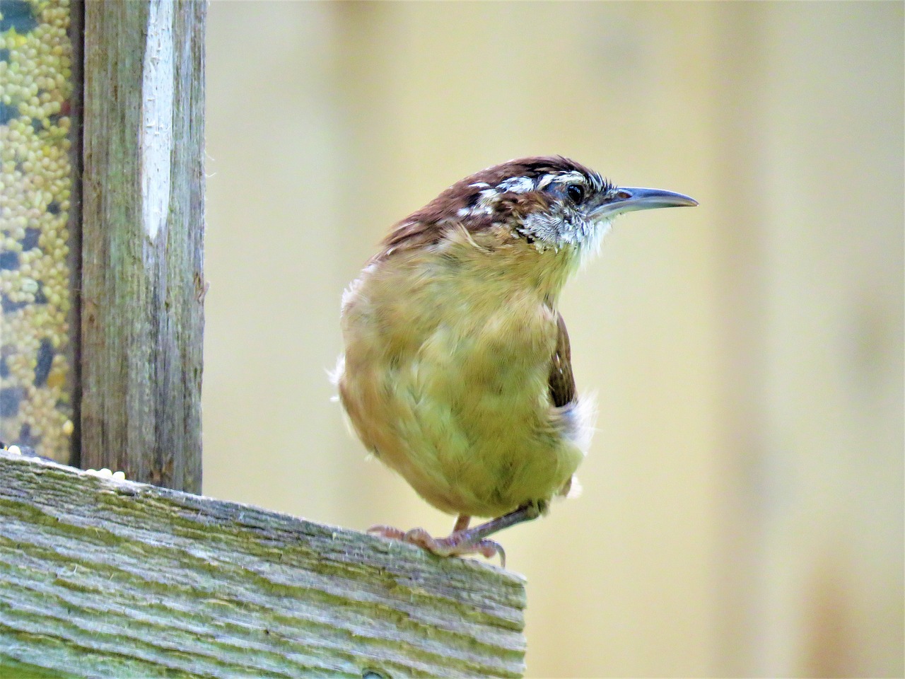 bird up close wildlife free photo