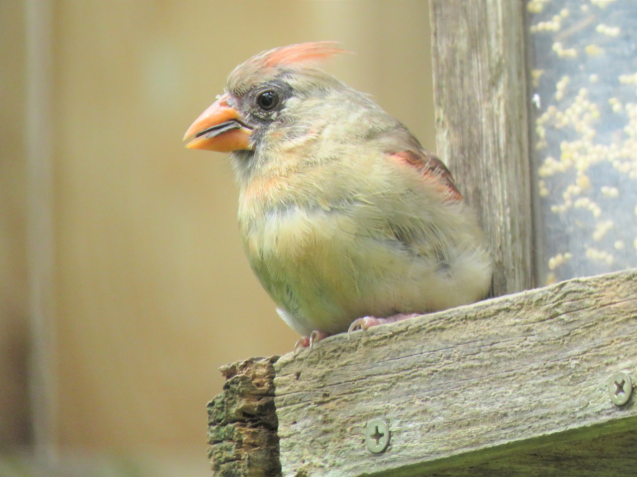 bird female cardinal wildlife free photo