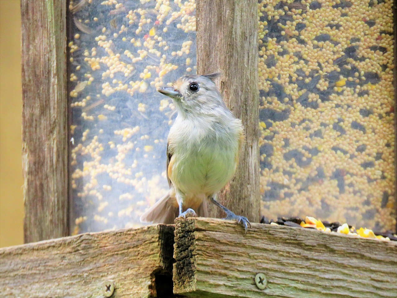 bird small gray free photo