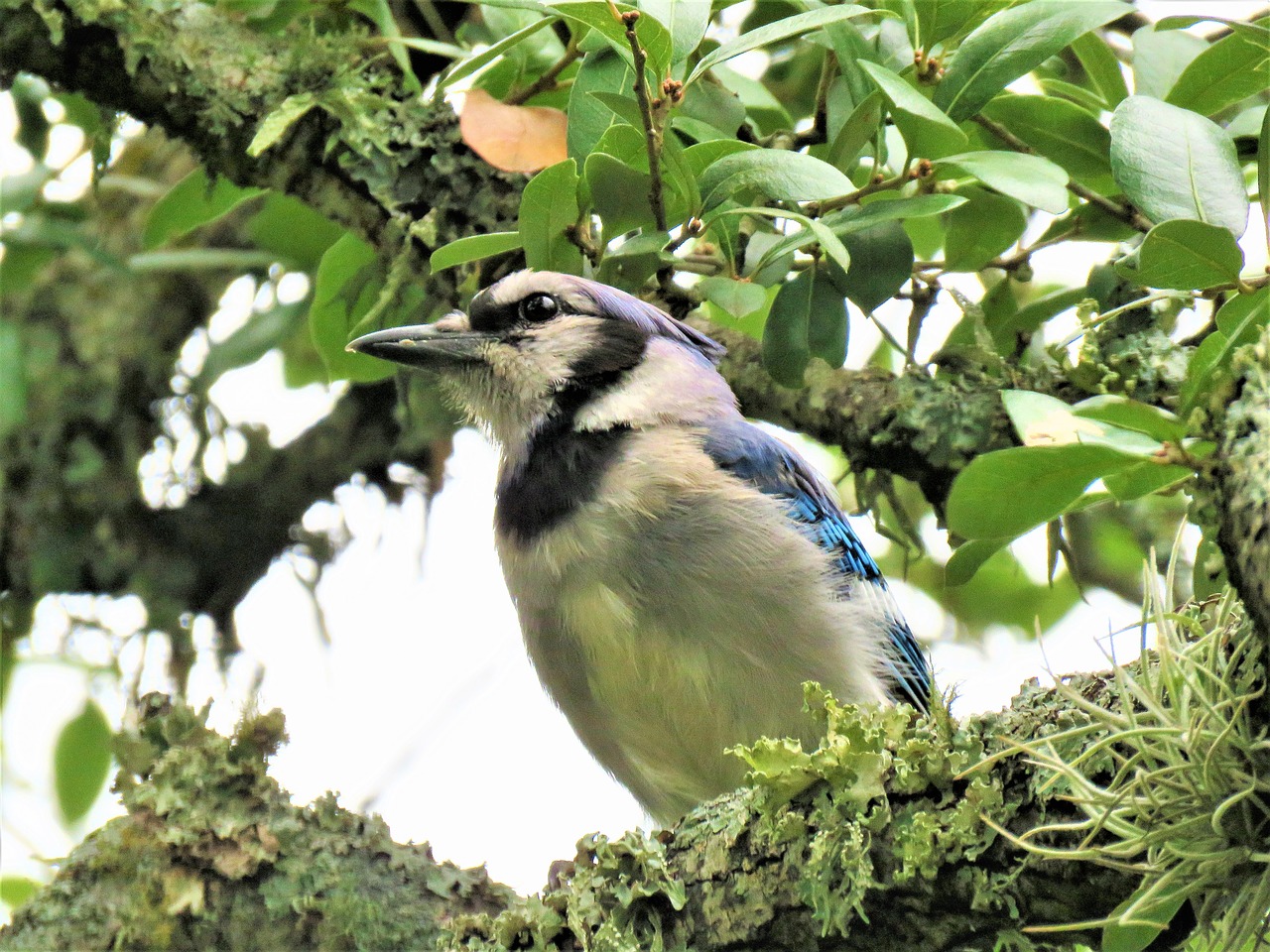 bird blue jay blue and white free photo