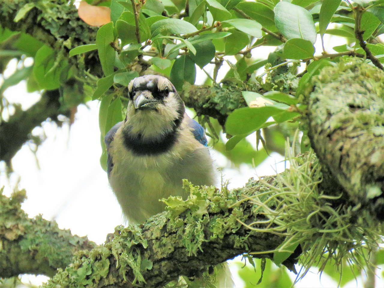 bird blue jay tree free photo