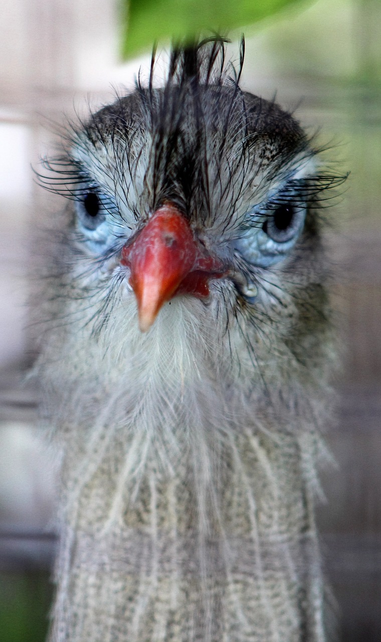 bird animal beak free photo