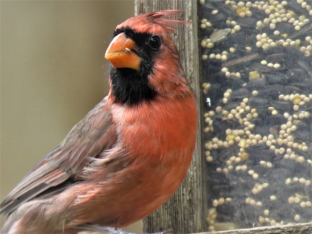 bird close up male cardinal free photo