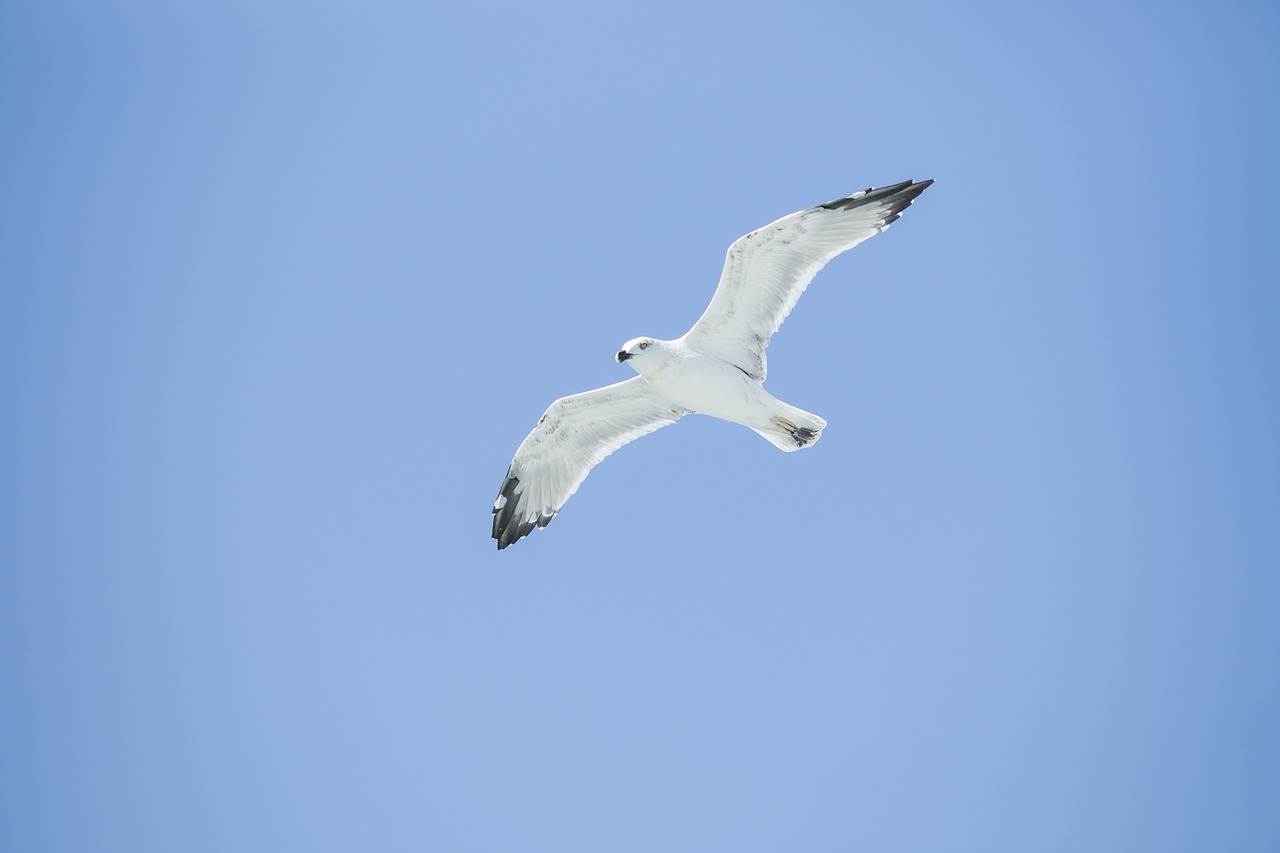 bird seagull environmental free photo