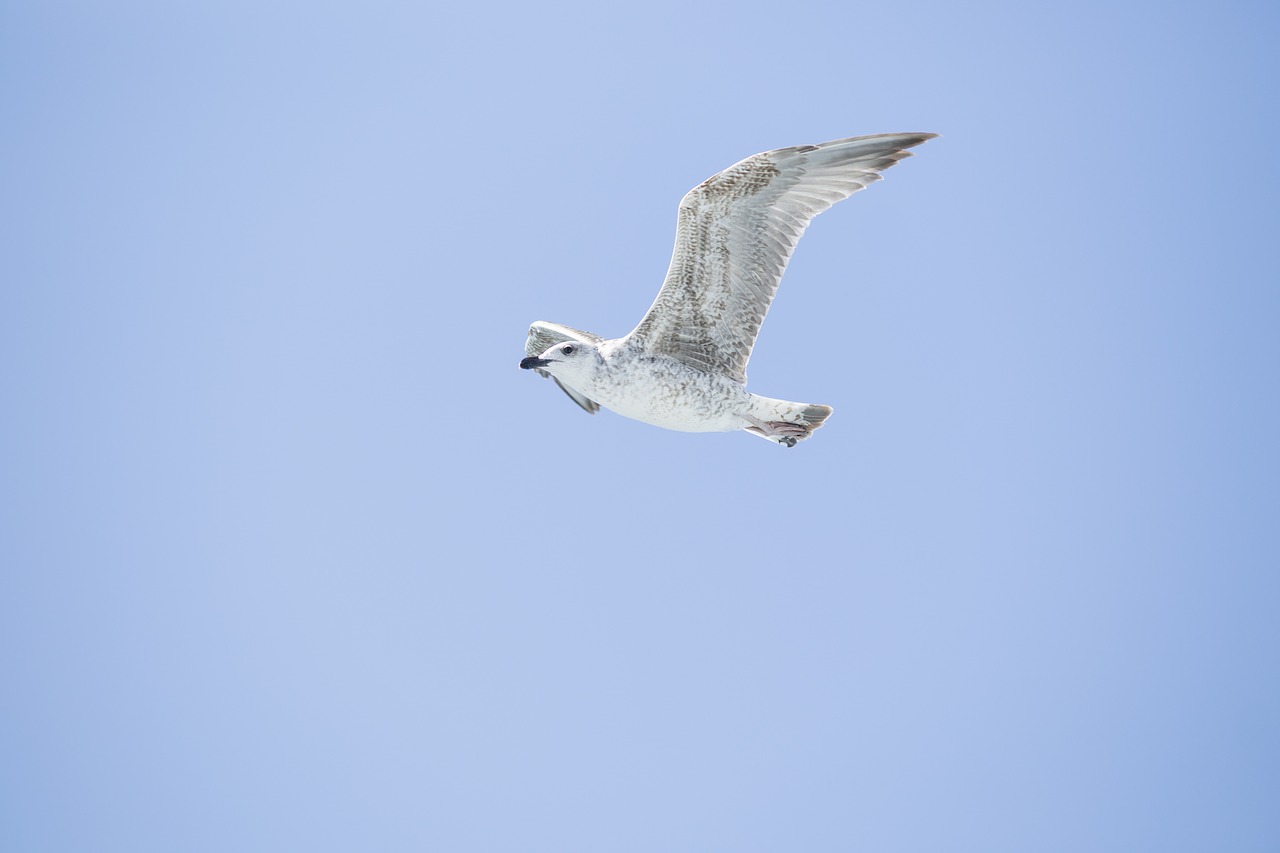 bird seagull environmental free photo