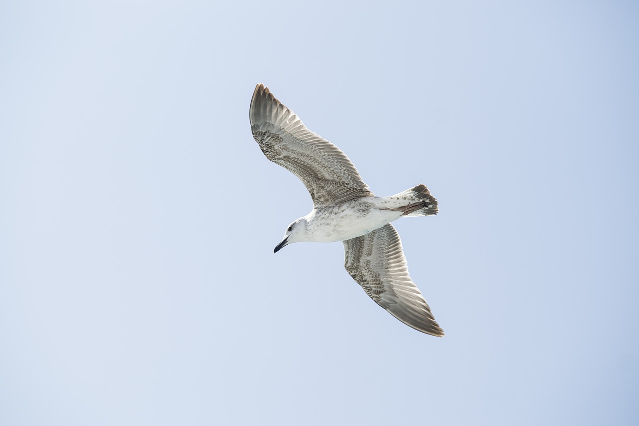 bird seagull environmental free photo