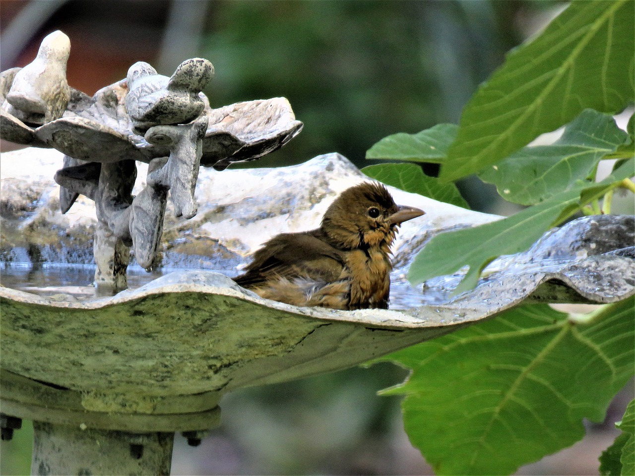 bird in bird bath wildlife free photo