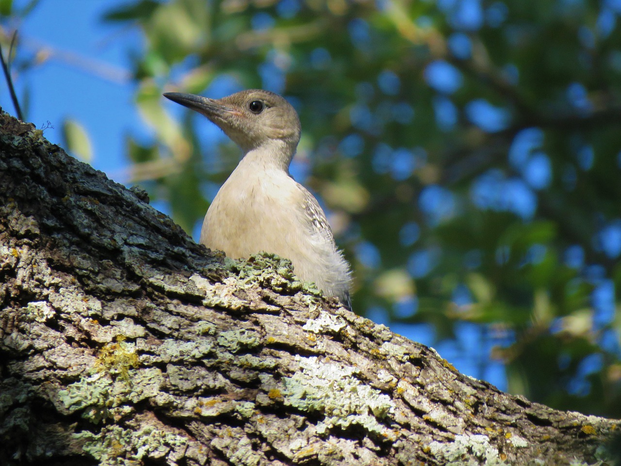 bird young woodpecker free photo