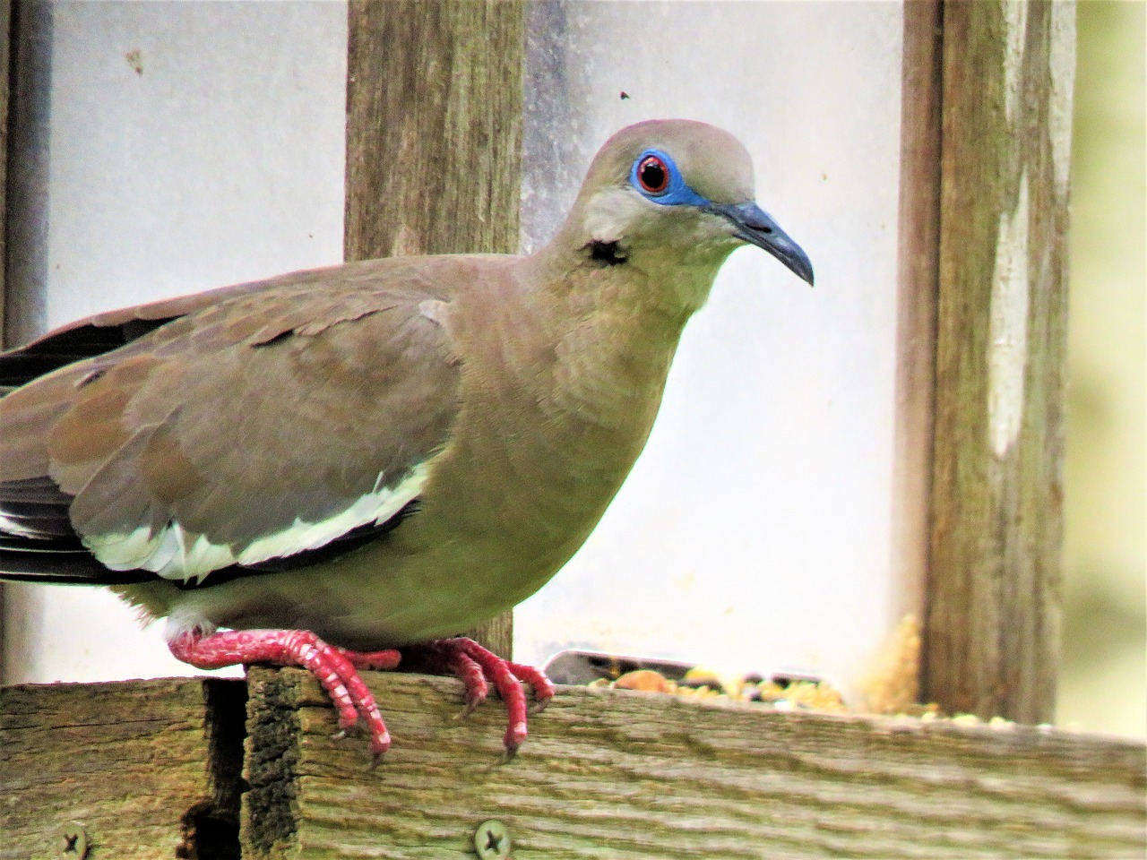 bird dove wildlife free photo