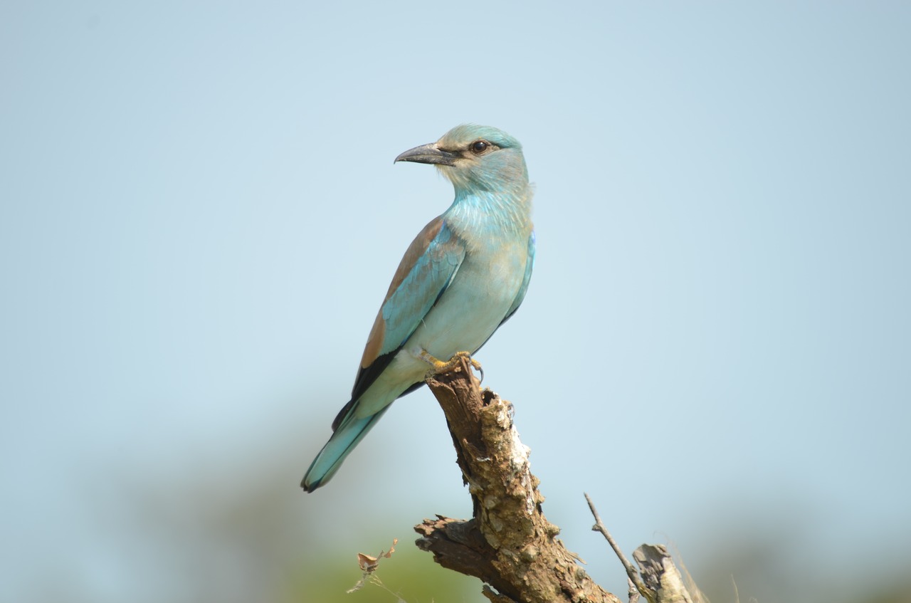 bird roller european free photo