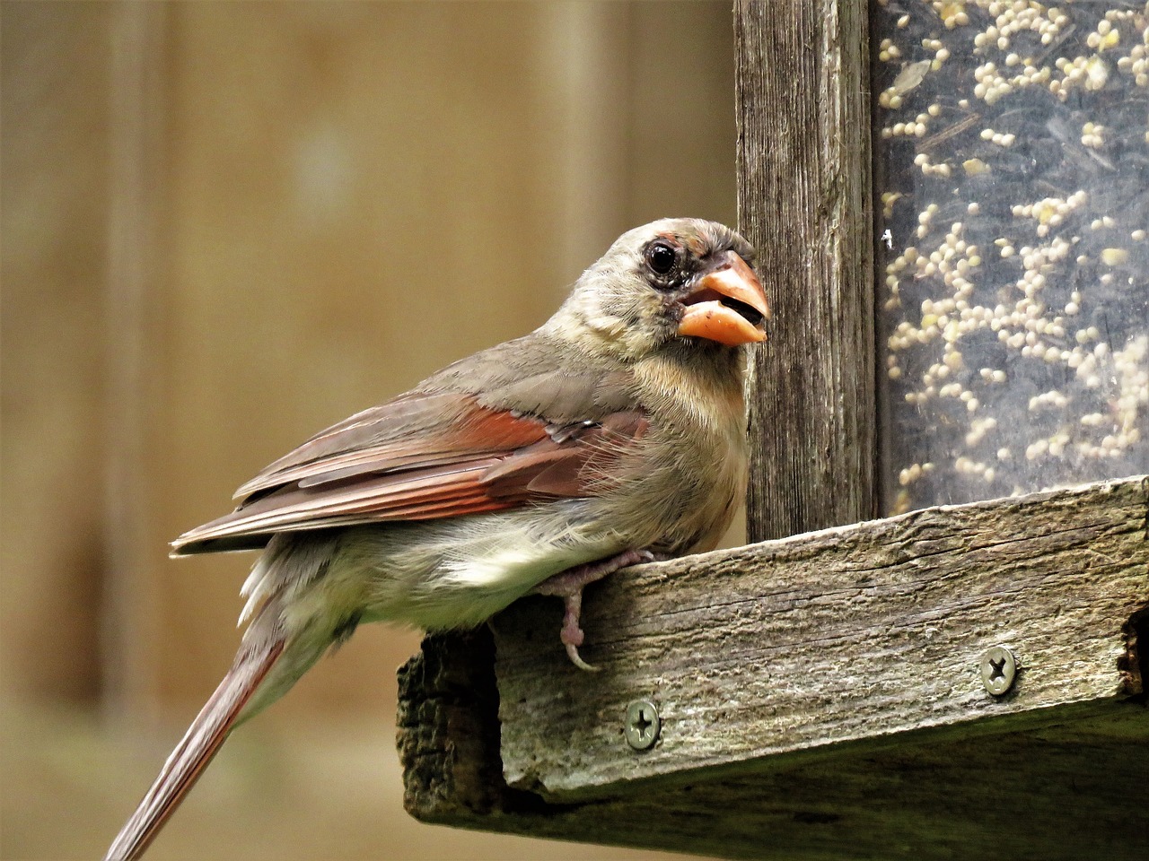 bird close up female cardinal free photo