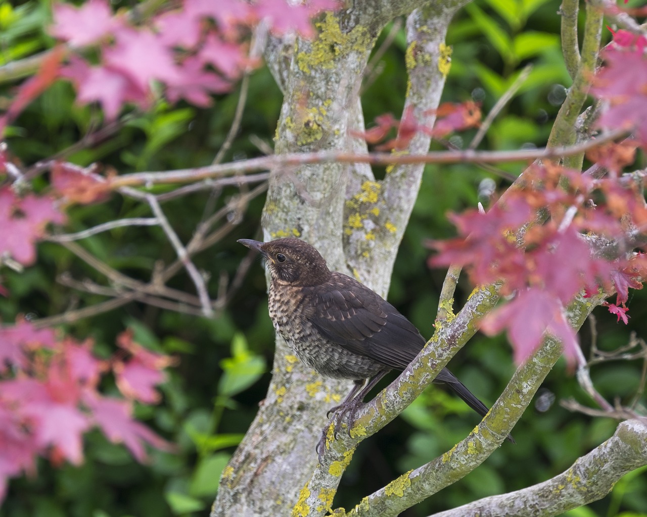 bird thrush maple free photo