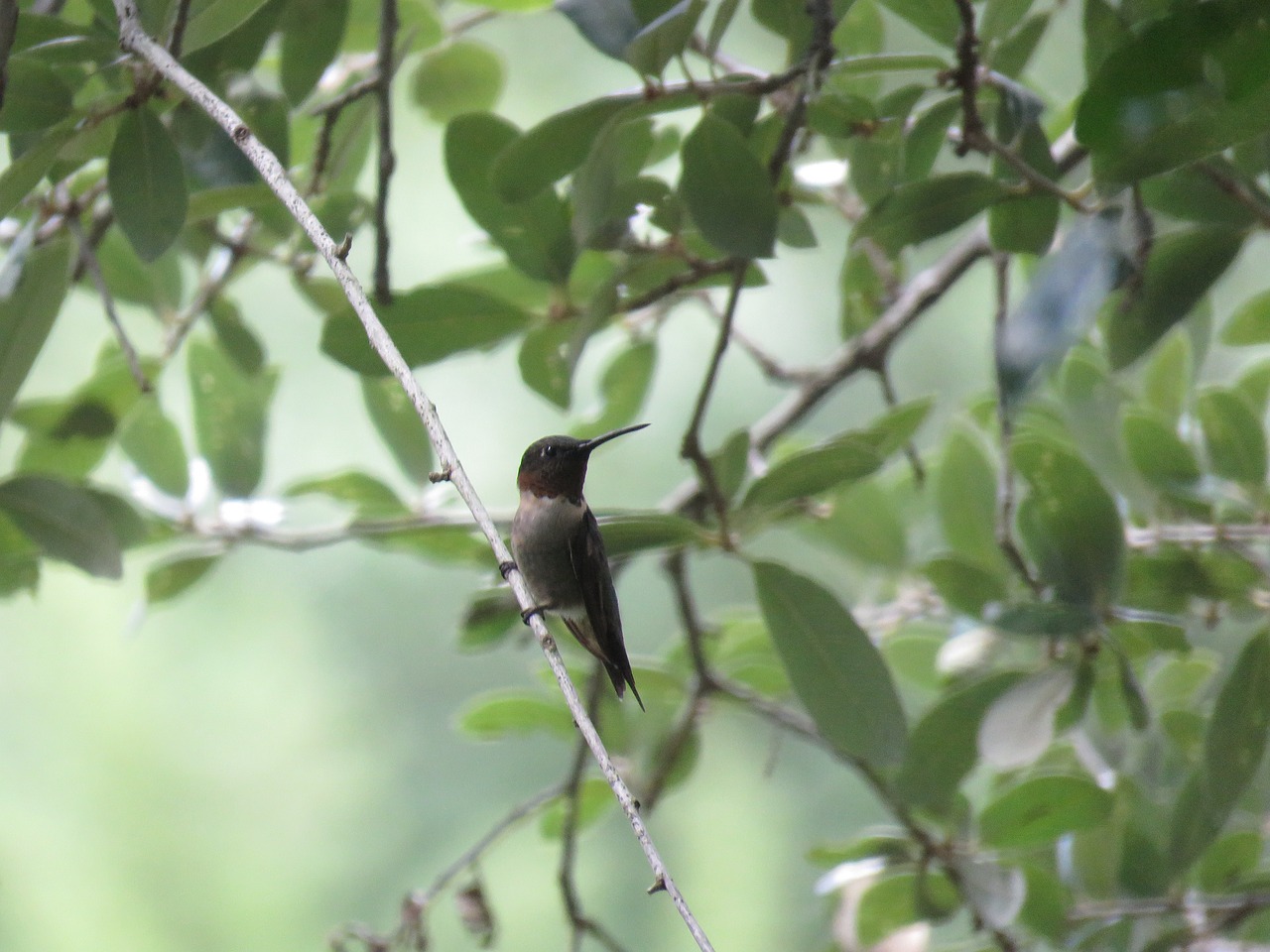 bird hummingbird tree free photo