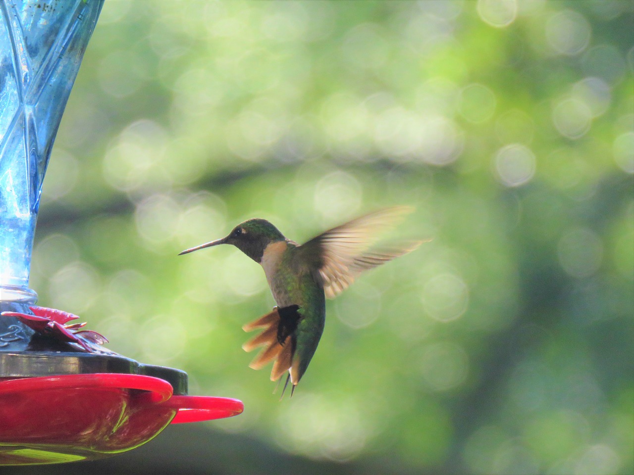 bird hummingbird in flight free photo