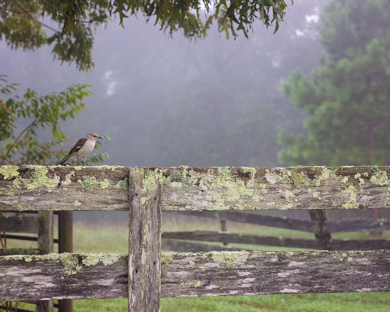 bird fence country free photo