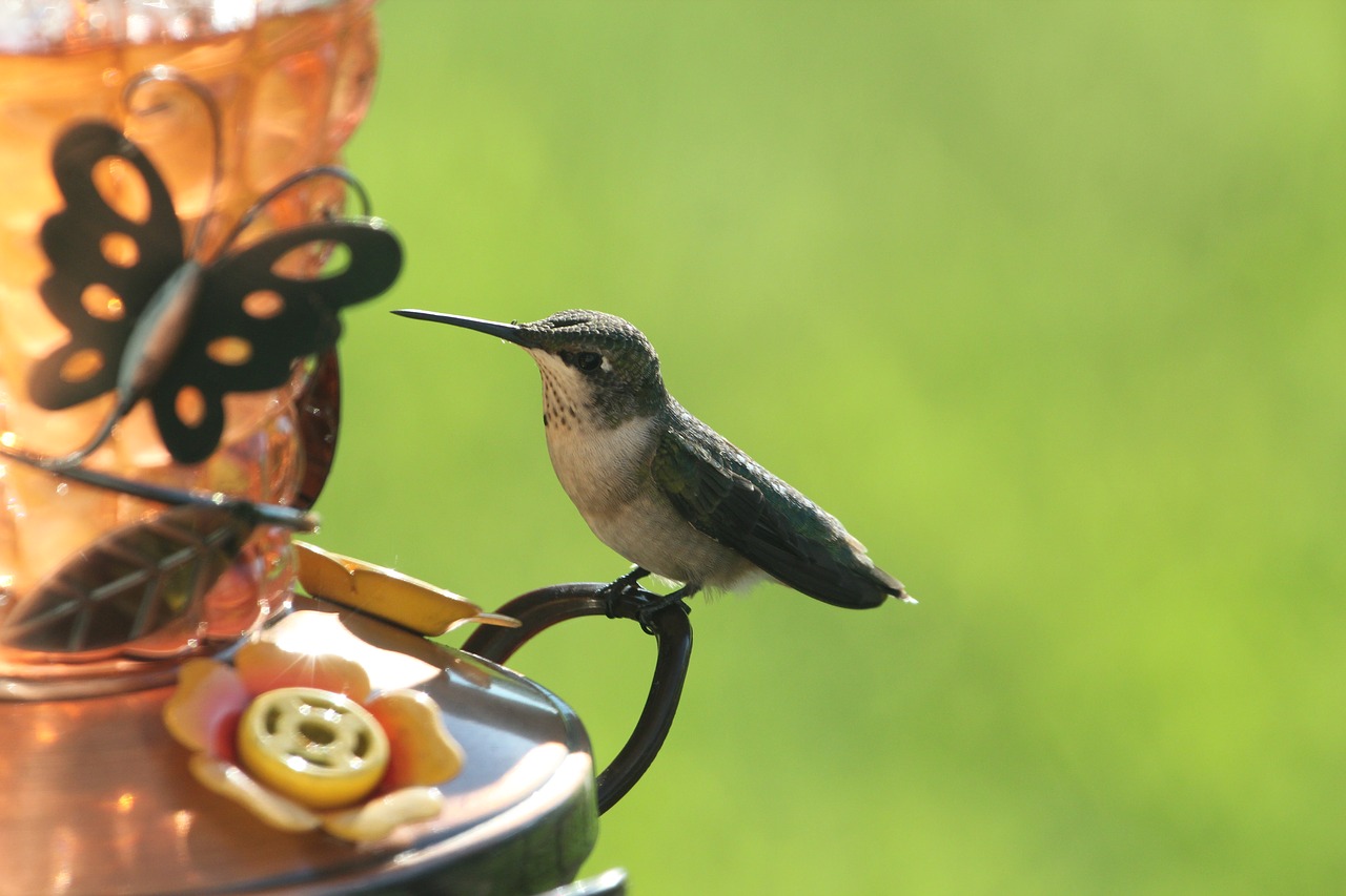 bird hummingbird wildlife free photo