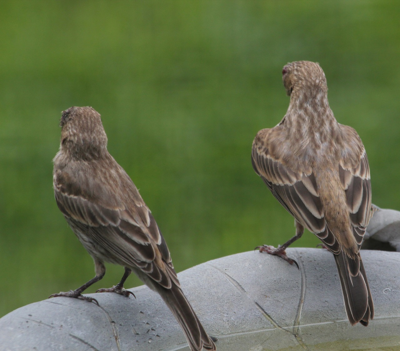 bird finch house finch free photo