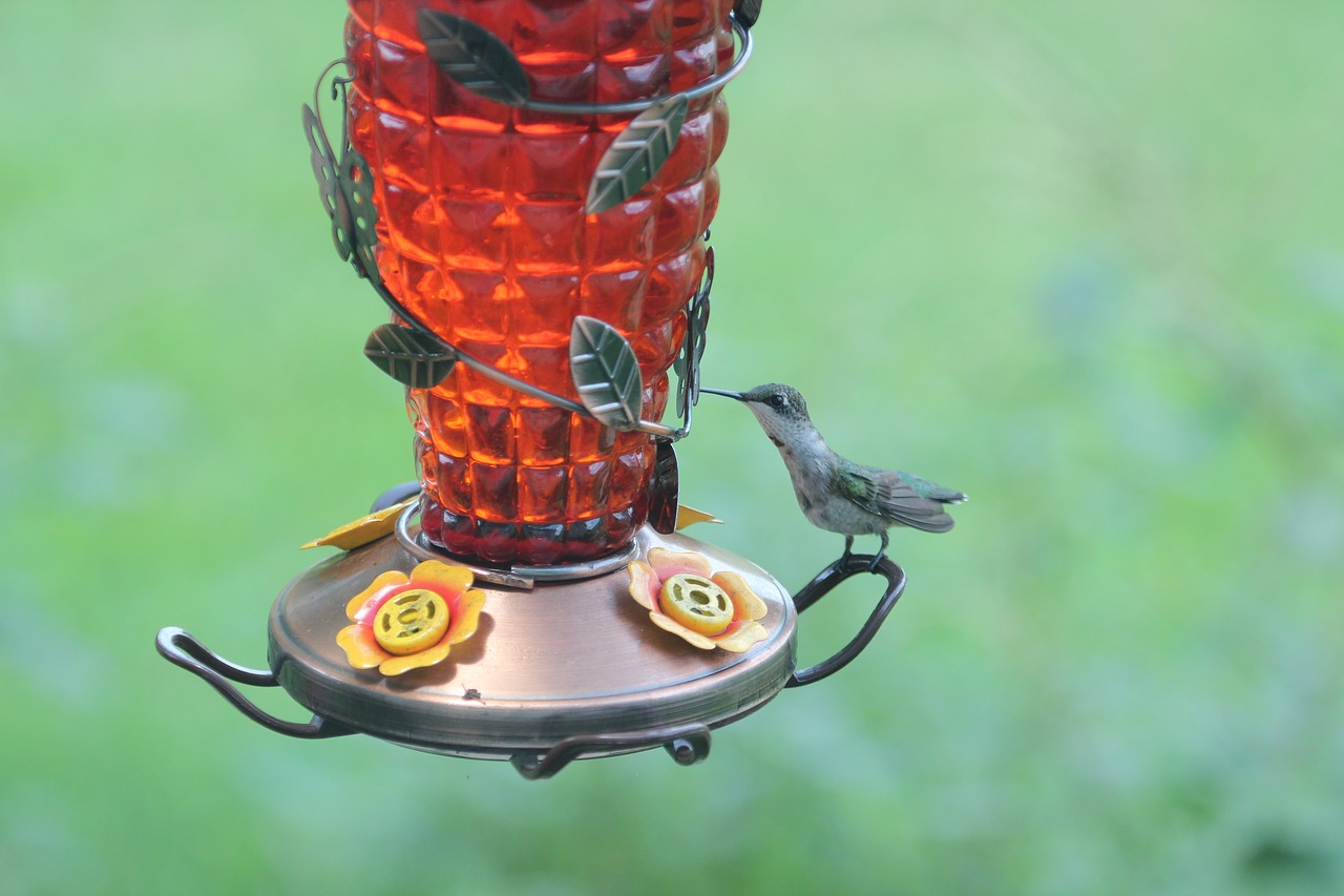 bird hummingbird wildlife free photo