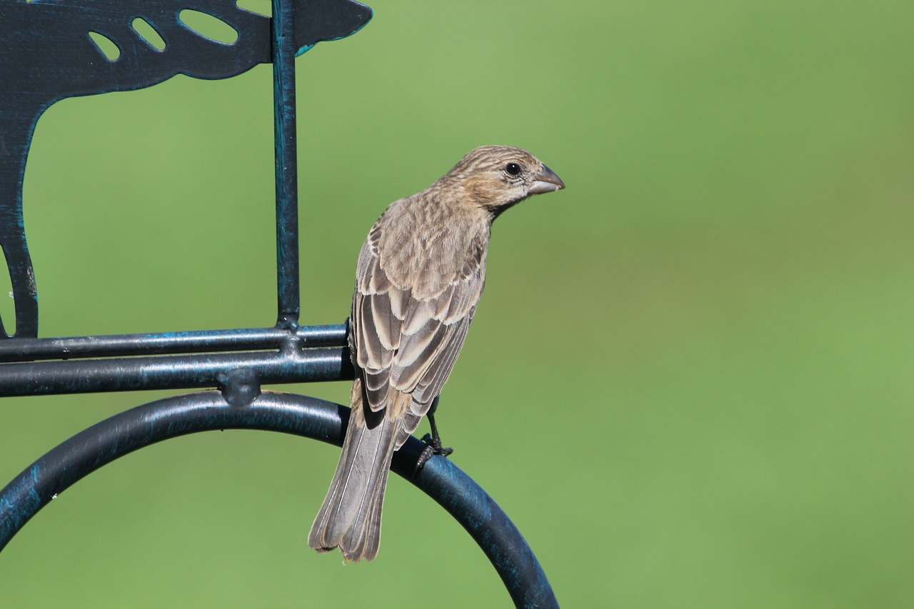 bird finch house finch free photo