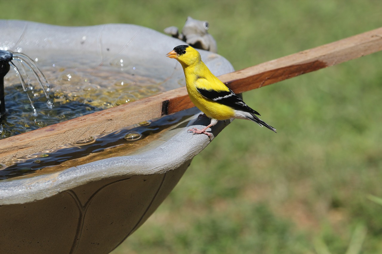 bird finch goldfinch free photo