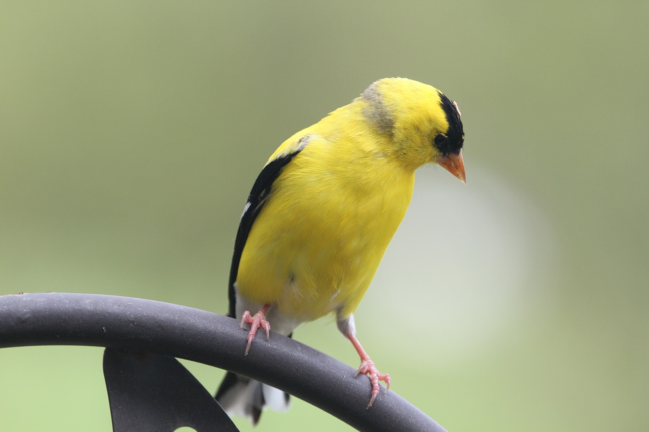 bird goldfinch nature free photo