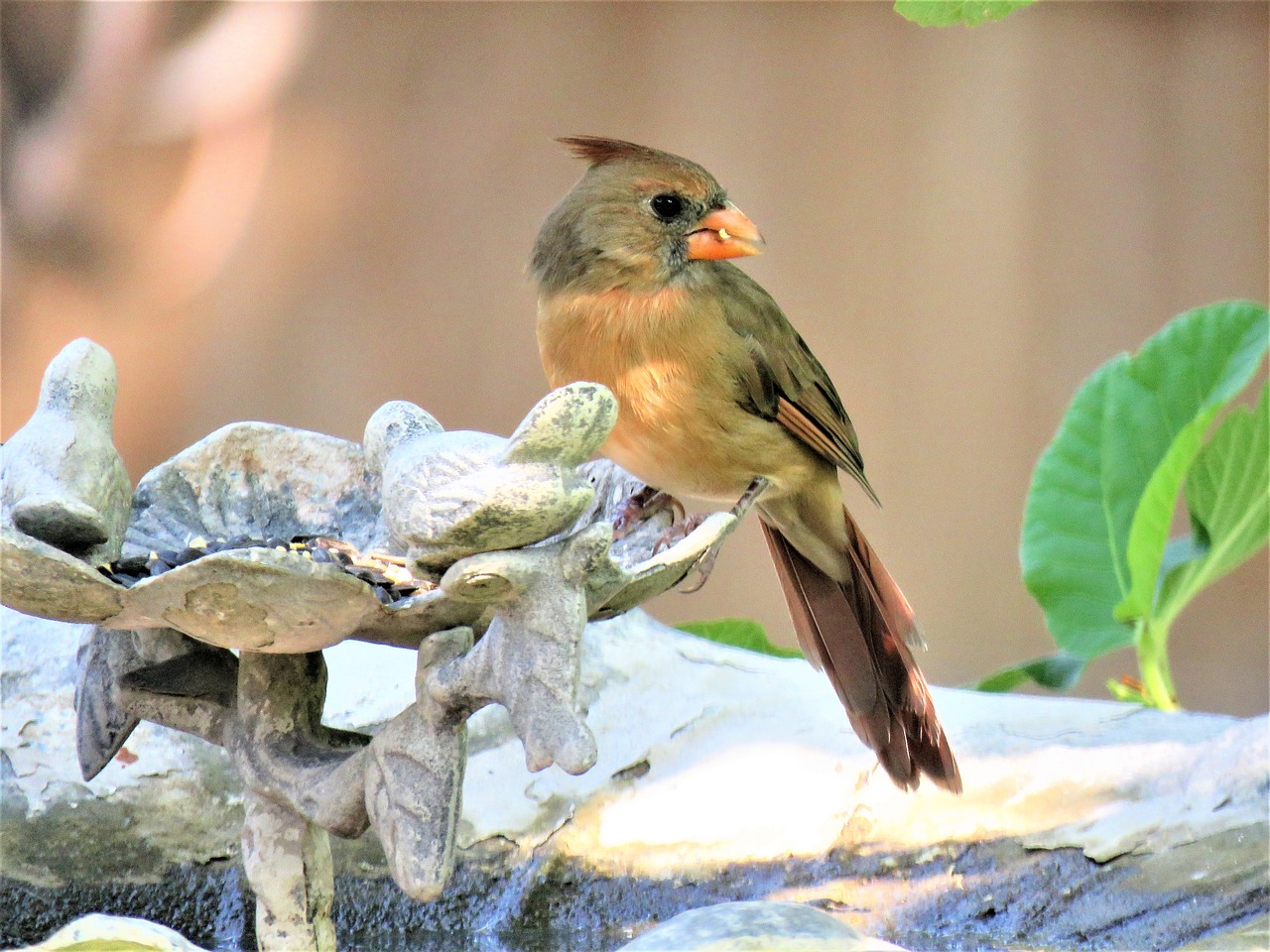 bird colorful wildlife free photo