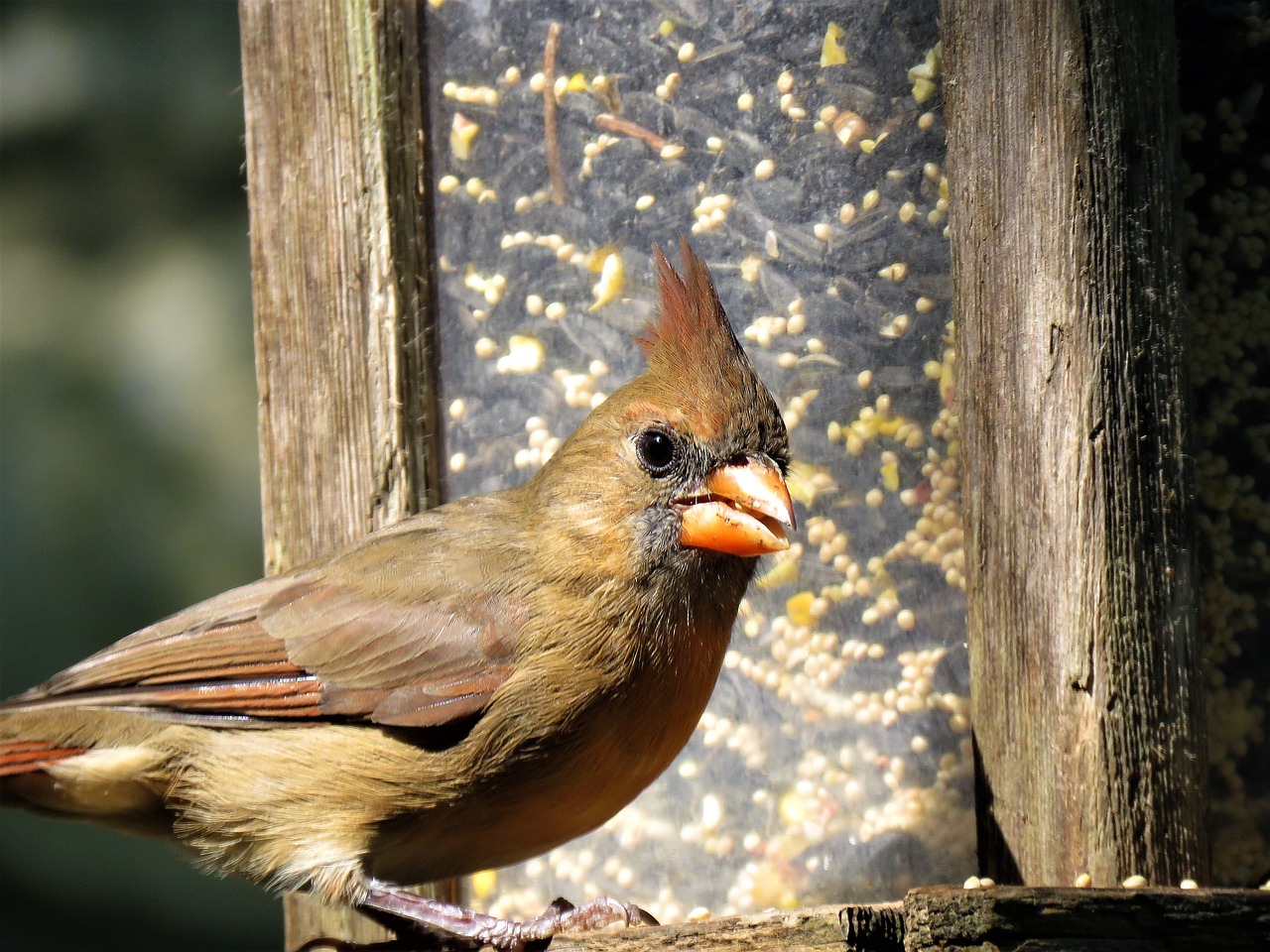 bird close up female cardinal free photo
