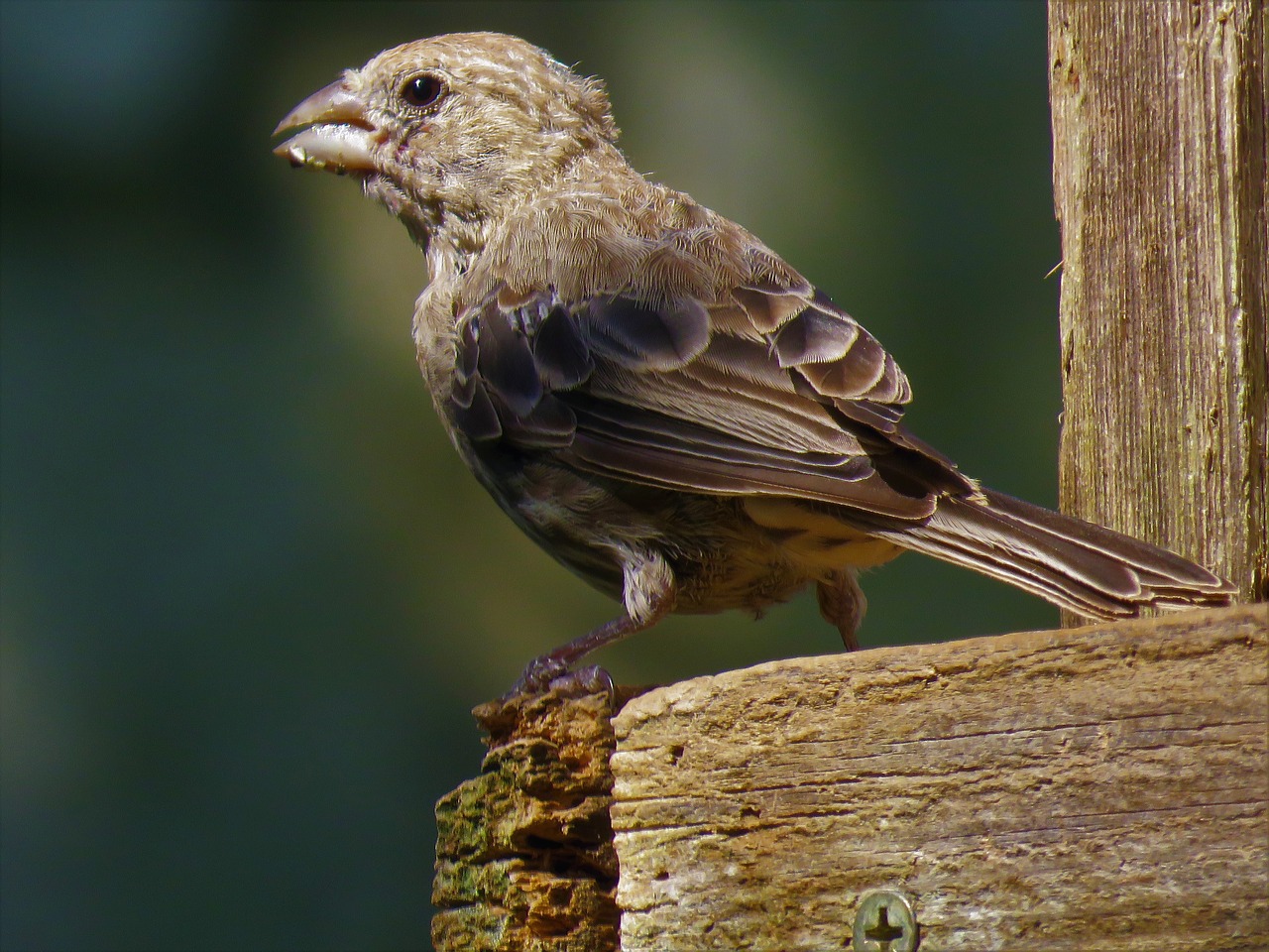 bird close up wildlife free photo