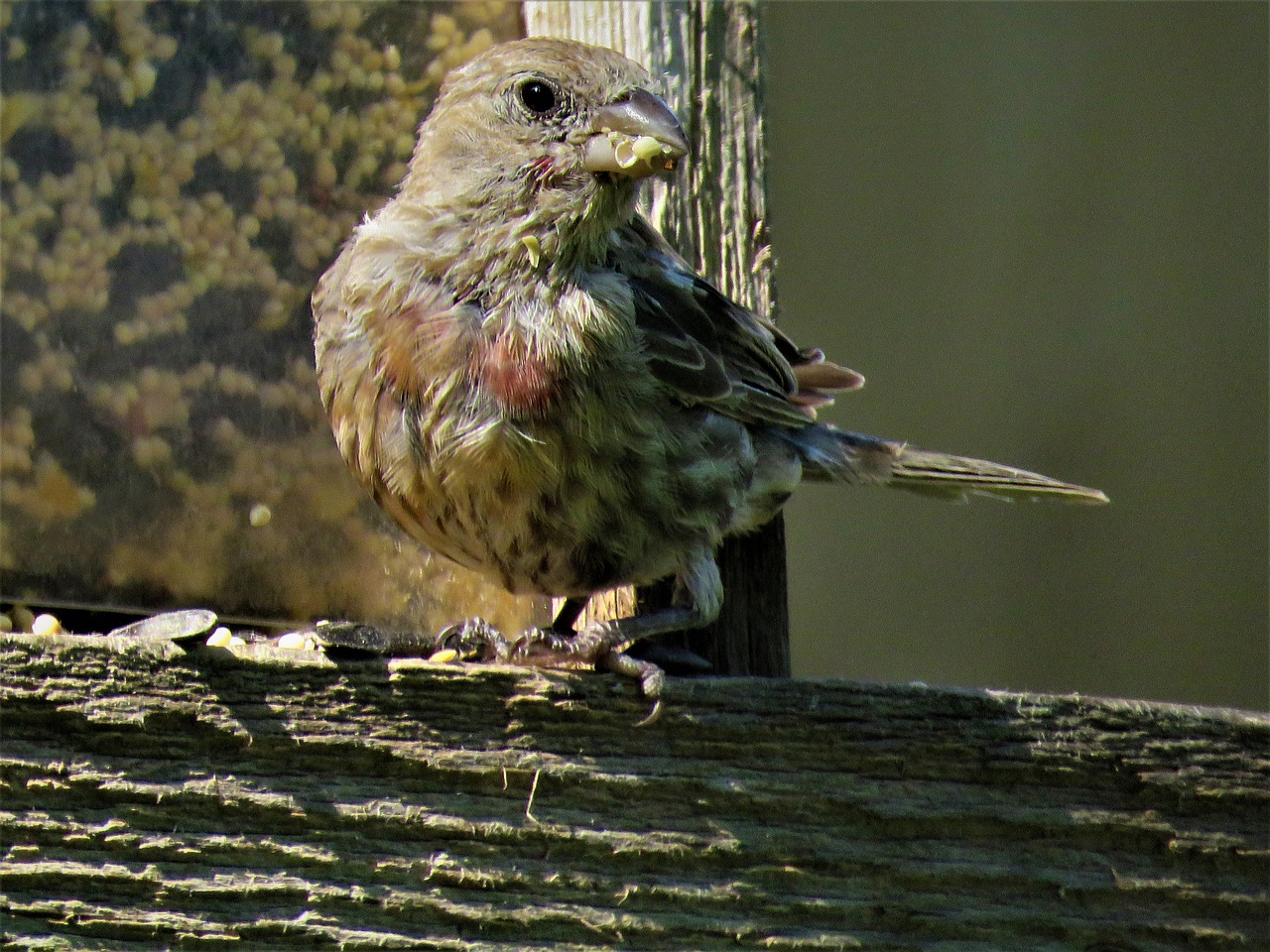 bird close up wildlife free photo