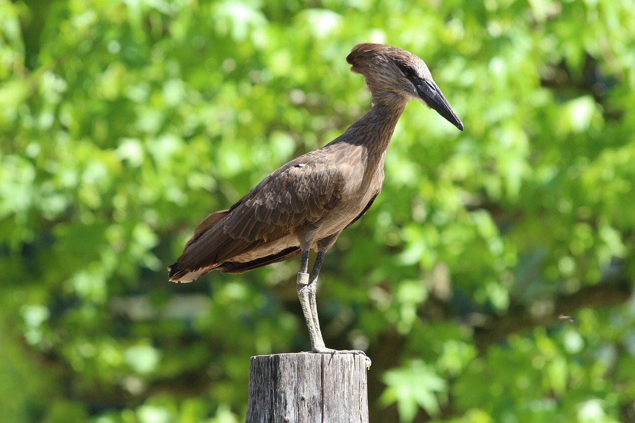 bird zoo pointed beak free photo