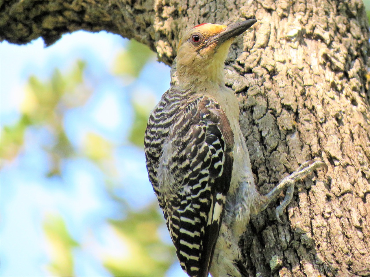 bird woodpecker close up free photo