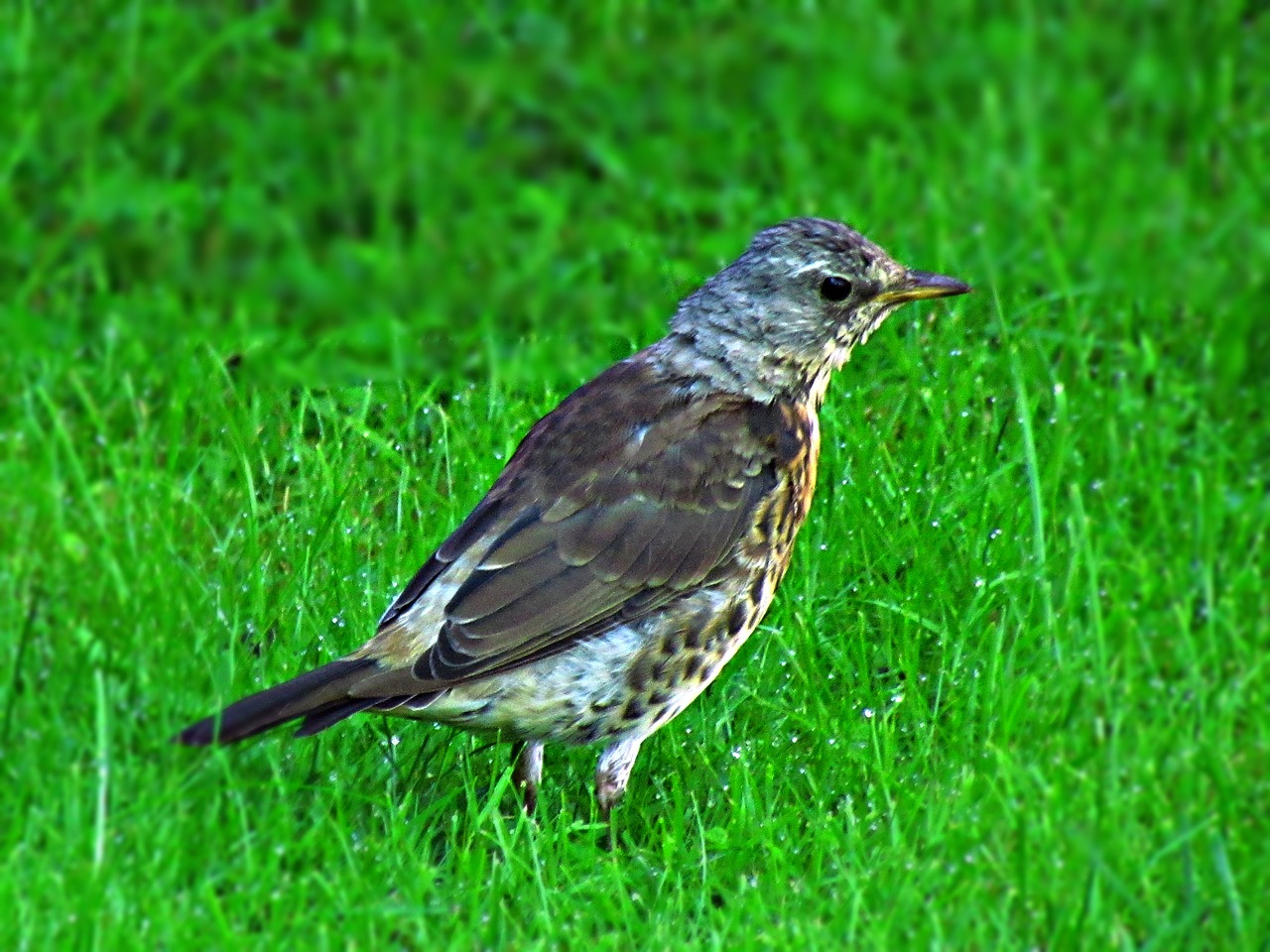 bird drozd nature free photo