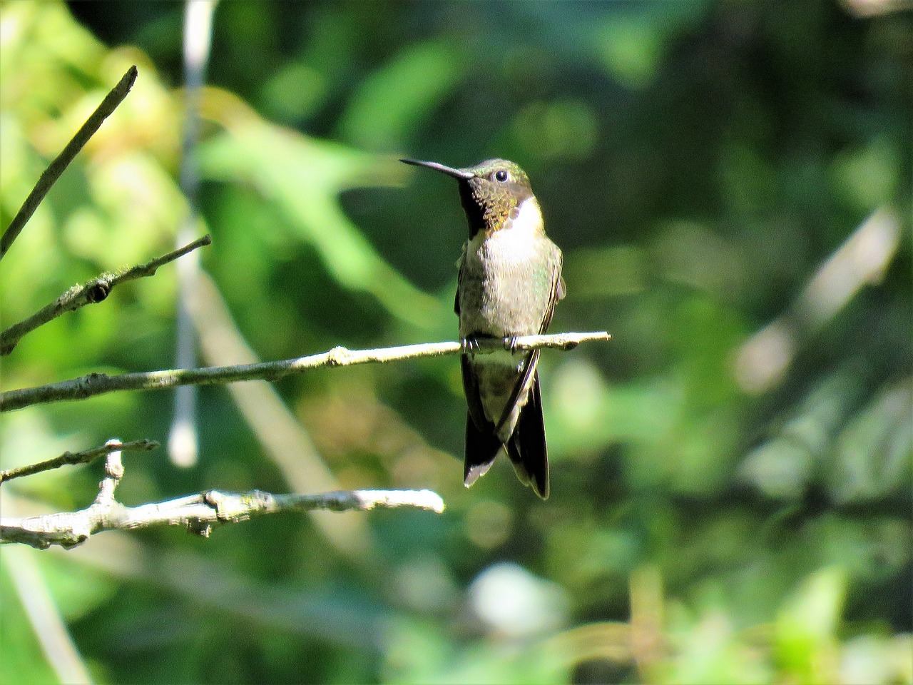 bird hummingbird wildlife free photo