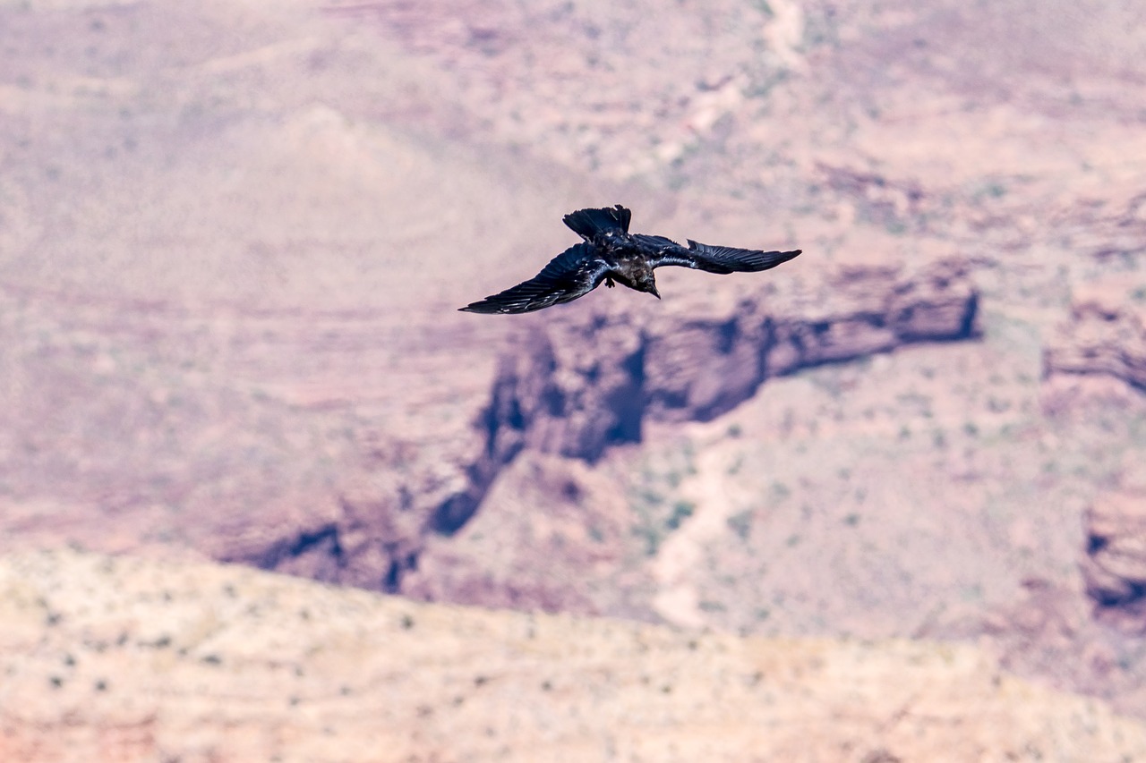 bird flight canyon free photo