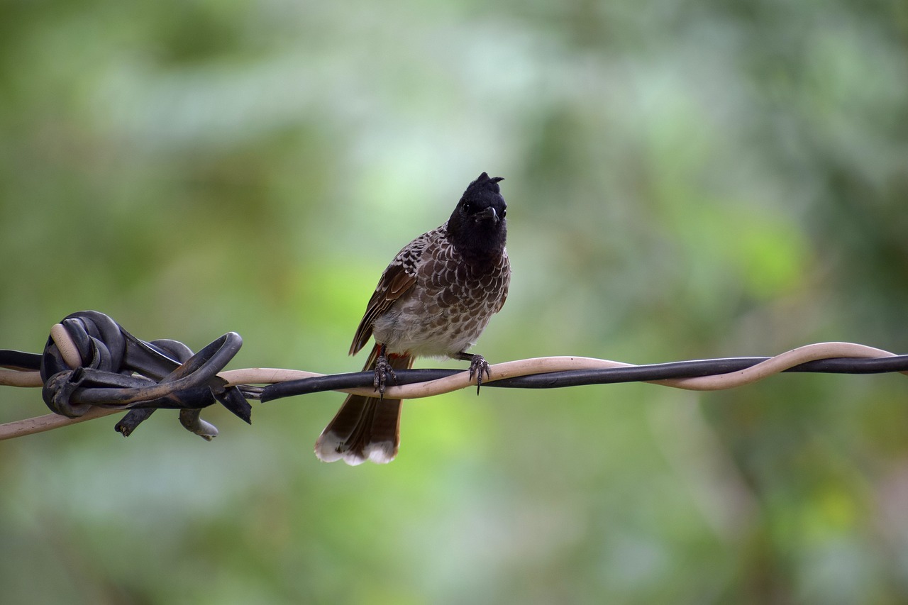 bird nature bulbul free photo