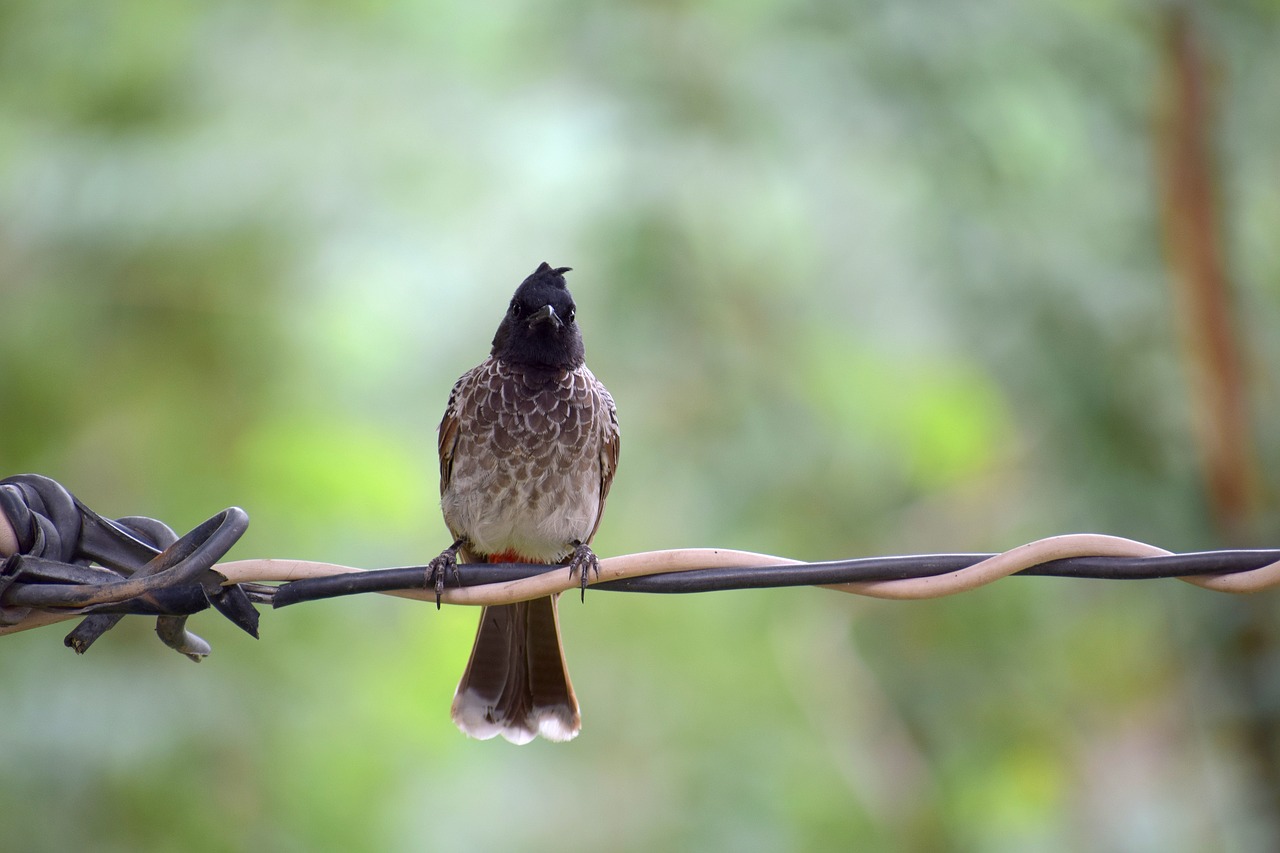 bird green nature free photo