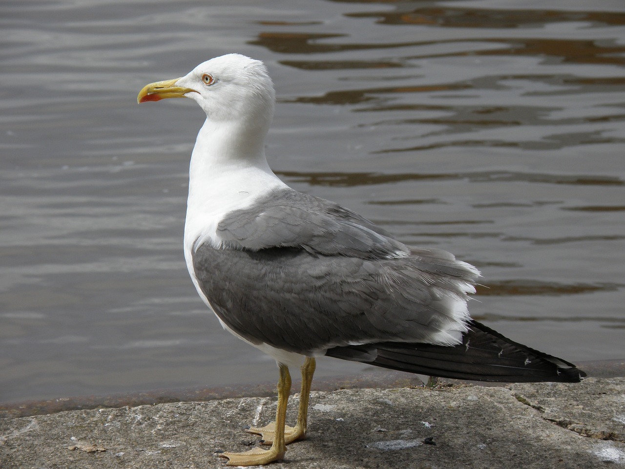 bird seagull river free photo