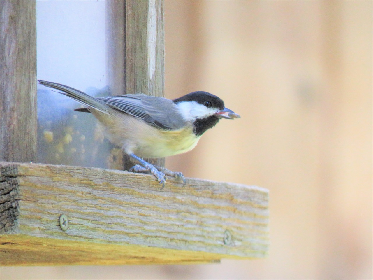 bird tiny wildlife free photo