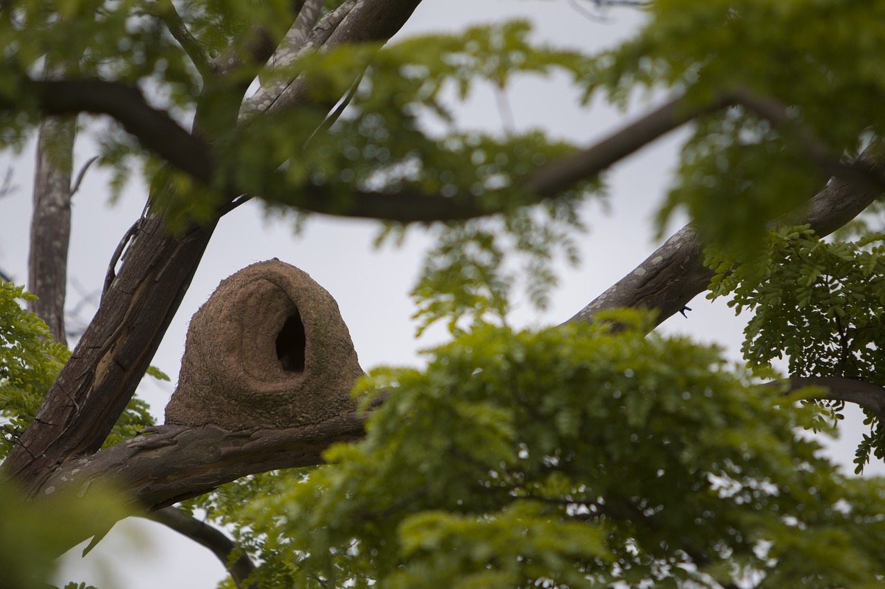 bird john clay tropical bird free photo