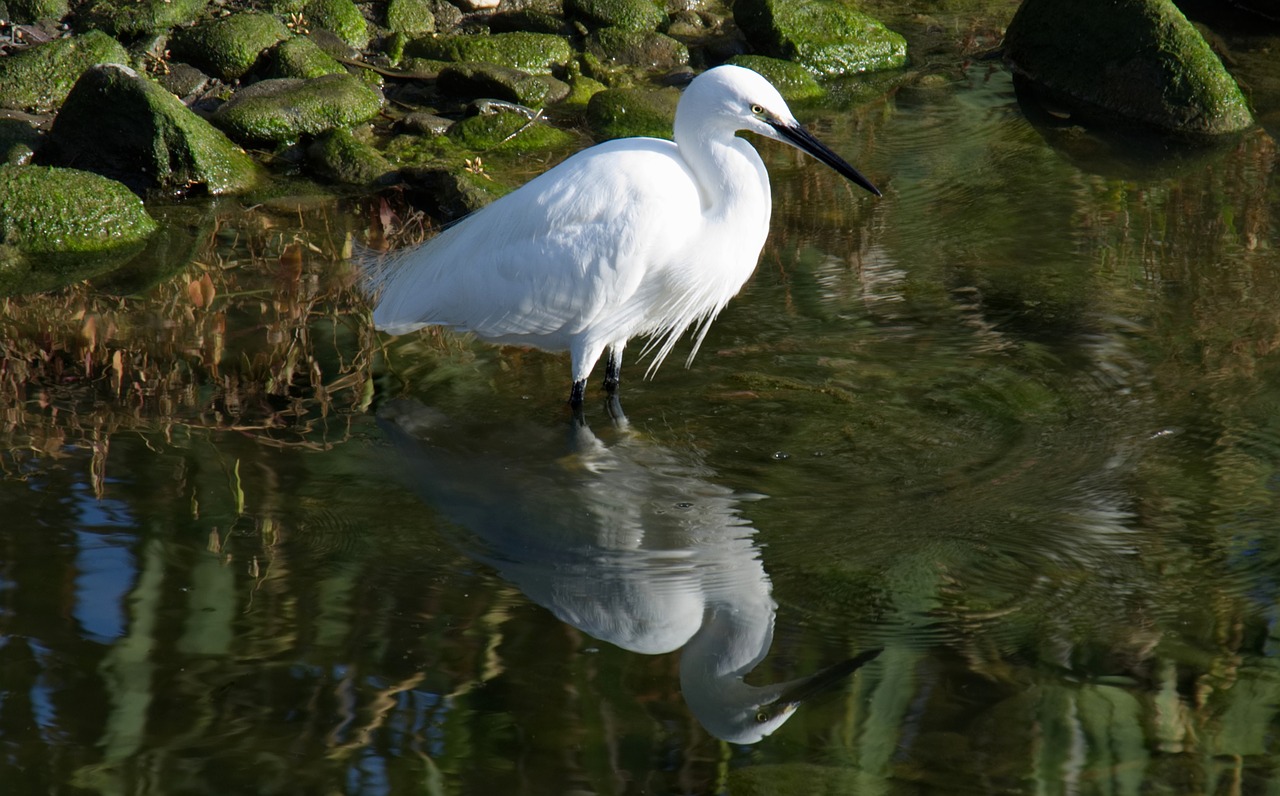 bird heron animal free photo